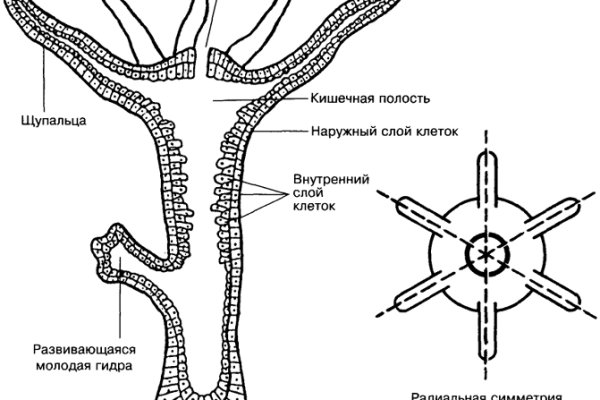 Ссылки тор браузер